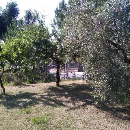 Piccolo Uliveto Veroli
